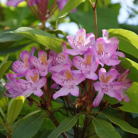 酒店 桑维哈弗酒店 阿灵厄